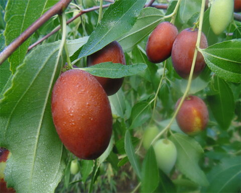 images/stories/virtuemart/product/antadmire