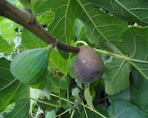 images/stories/virtuemart/product/barnisotte