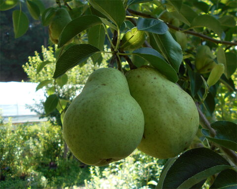 images/stories/virtuemart/product/bartlett