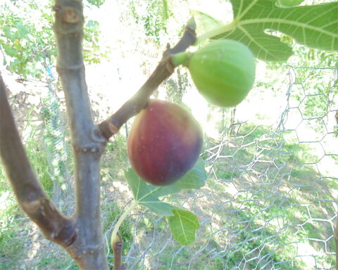 images/stories/virtuemart/product/beall