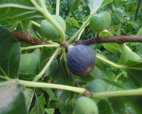 fruitwood_image_unavailable3