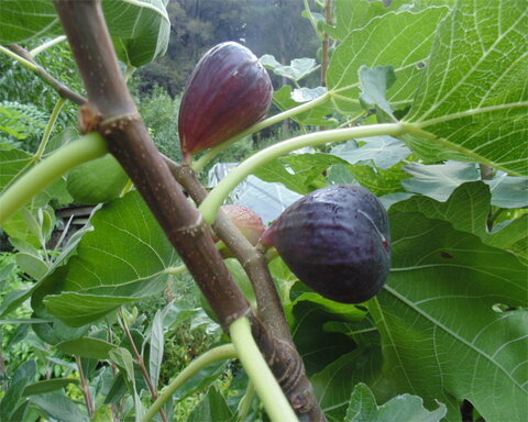 images/stories/virtuemart/product/blackspanish7