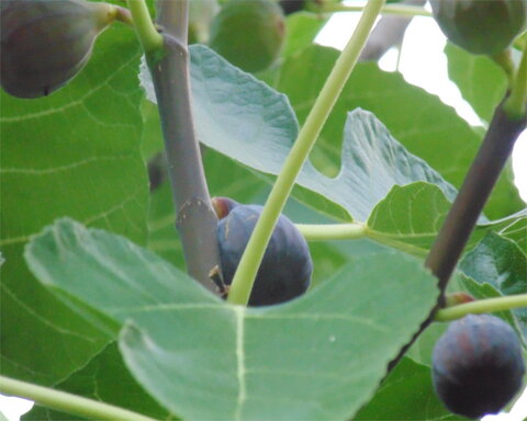 images/stories/virtuemart/product/celeste