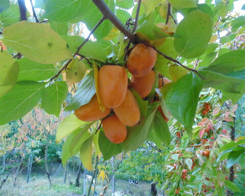 fruitwood_image_unavailable3