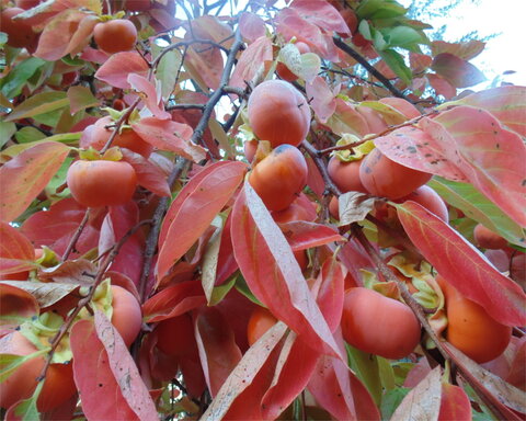 images/stories/virtuemart/product/coffeecake