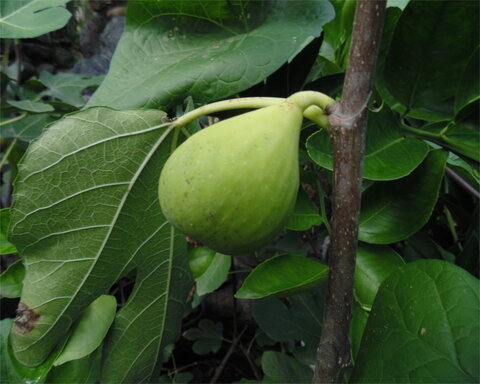 images/stories/virtuemart/product/conadria