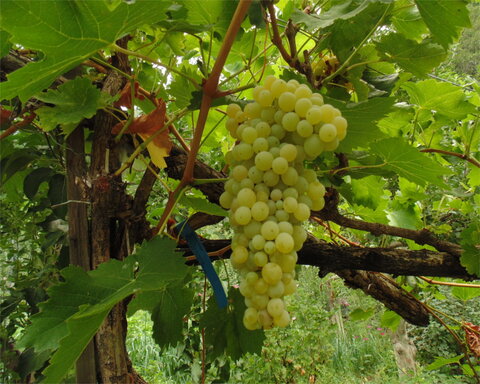 images/stories/virtuemart/product/delight