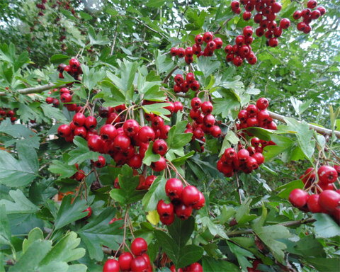 images/stories/virtuemart/product/english