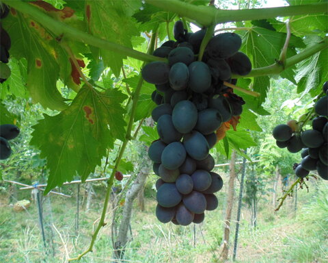 images/stories/virtuemart/product/fantasygrape