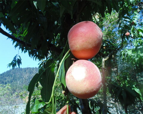 images/stories/virtuemart/product/frost