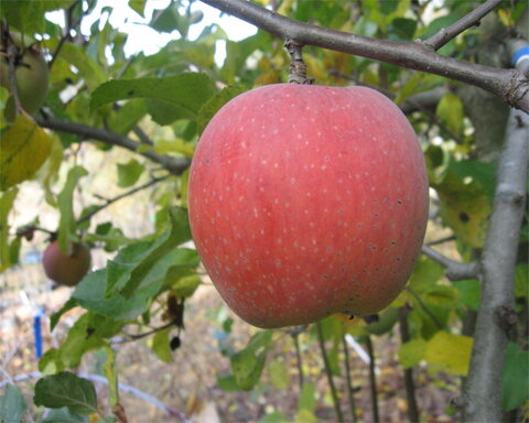 images/stories/virtuemart/product/hauerpippin