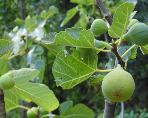 images/stories/virtuemart/product/hollier