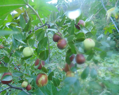 fruitwood_image_unavailable3