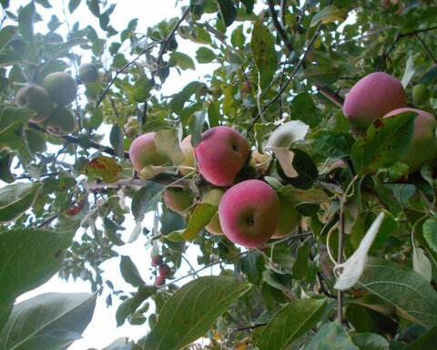 images/stories/virtuemart/product/jerseymac