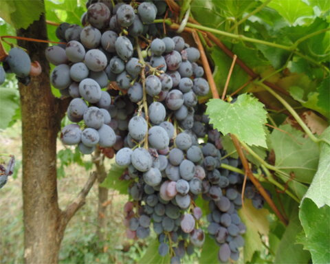 images/stories/virtuemart/product/jupiter