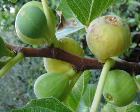 images/stories/virtuemart/product/kadota