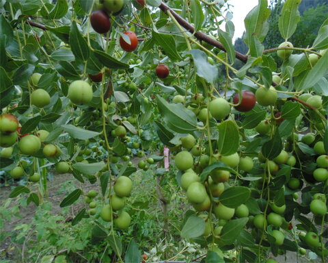 images/stories/virtuemart/product/kima