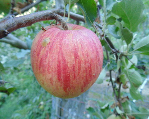 images/stories/virtuemart/product/kingapple