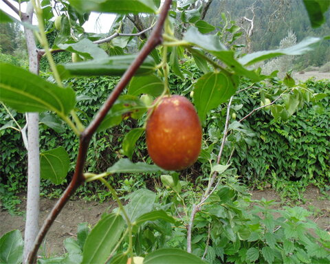 images/stories/virtuemart/product/li