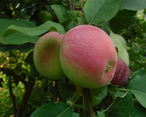 images/stories/virtuemart/product/libertyapple