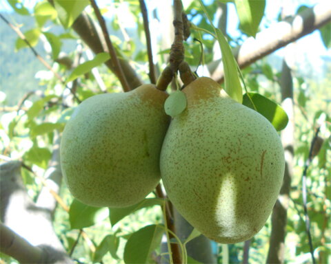 images/stories/virtuemart/product/magness