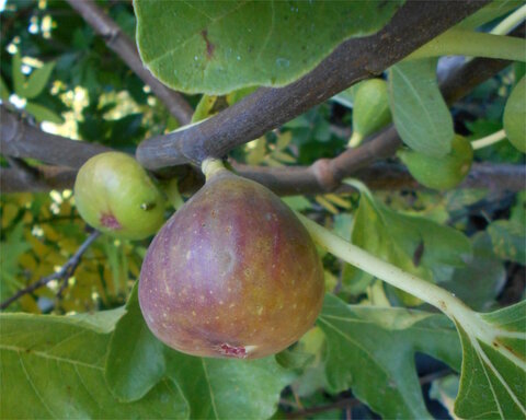 images/stories/virtuemart/product/magnolia