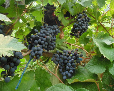 images/stories/virtuemart/product/malbec