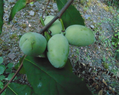 images/stories/virtuemart/product/mango