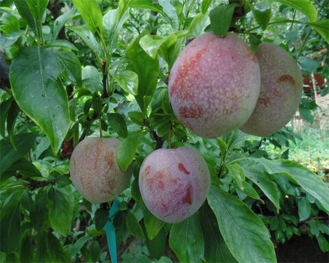 images/stories/virtuemart/product/mariposa