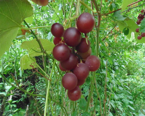 images/stories/virtuemart/product/moored