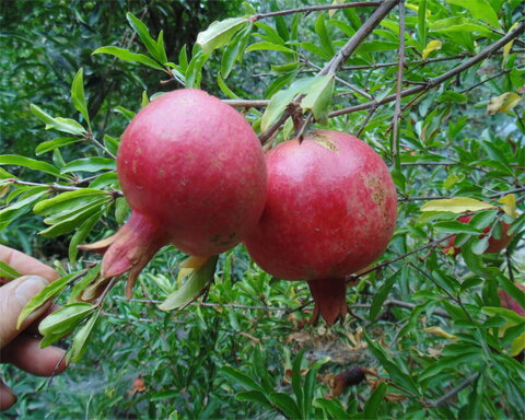 images/stories/virtuemart/product/nana