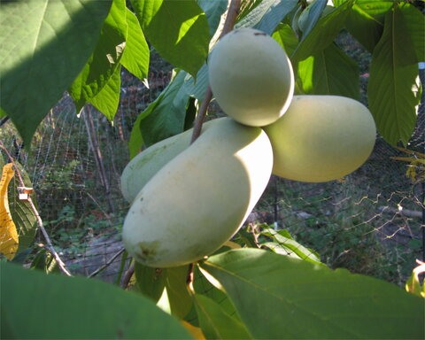 fruitwood_image_unavailable3