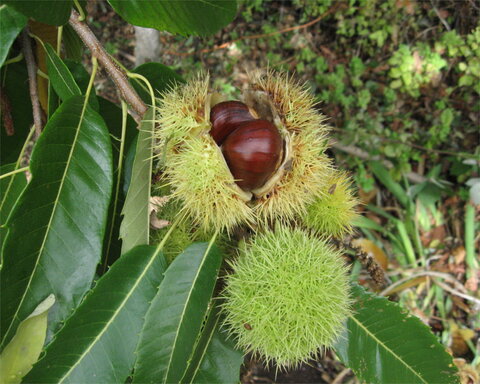 images/stories/virtuemart/product/nevada