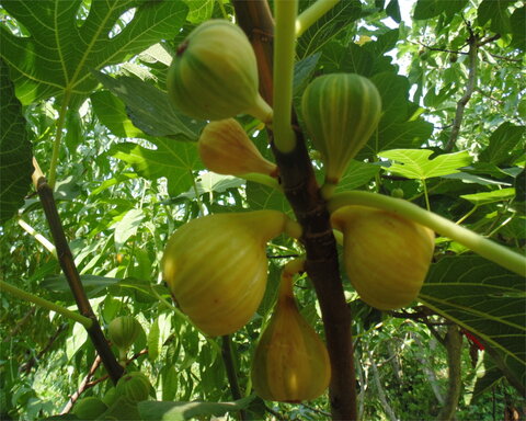 images/stories/virtuemart/product/panache