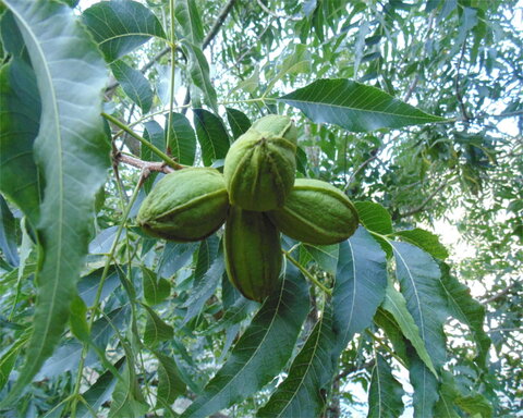 images/stories/virtuemart/product/pawnee