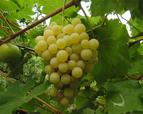 images/stories/virtuemart/product/perlette