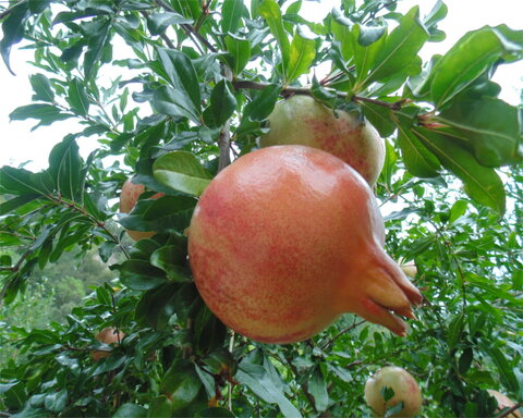 images/stories/virtuemart/product/phoenicia