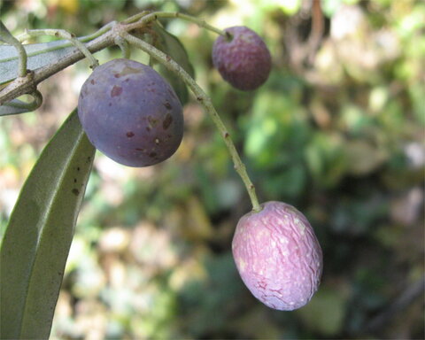 images/stories/virtuemart/product/picholine