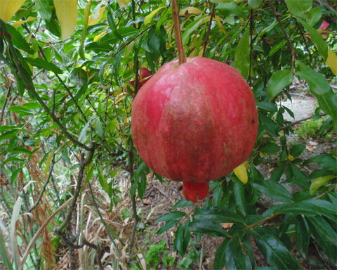 images/stories/virtuemart/product/redsilk