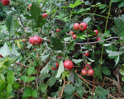 images/stories/virtuemart/product/redsun