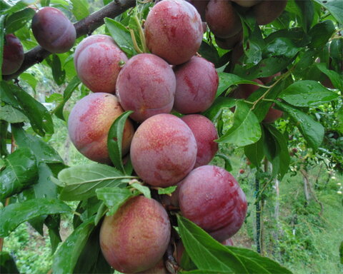 images/stories/virtuemart/product/satsuma