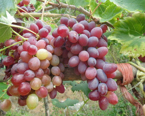 images/stories/virtuemart/product/saturn