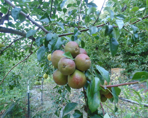 images/stories/virtuemart/product/seckel