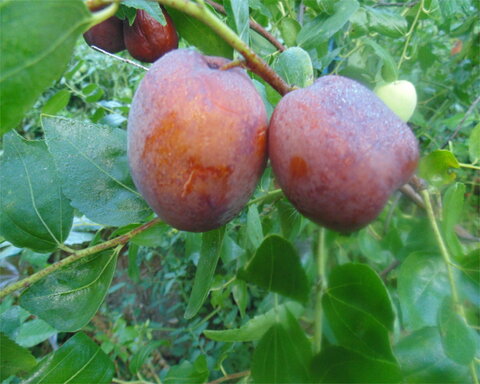 fruitwood_image_unavailable3