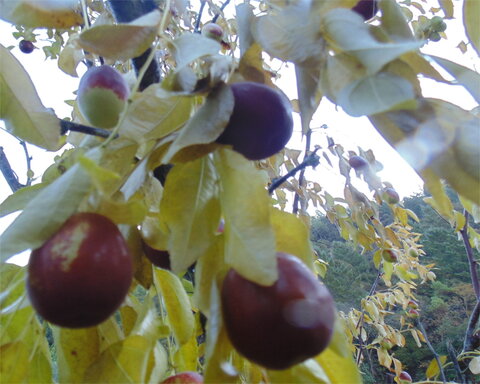 fruitwood_image_unavailable3