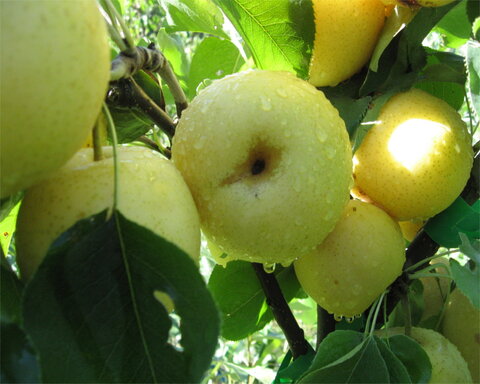 images/stories/virtuemart/product/shinseiki