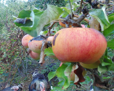 images/stories/virtuemart/product/sierrabeautyapple