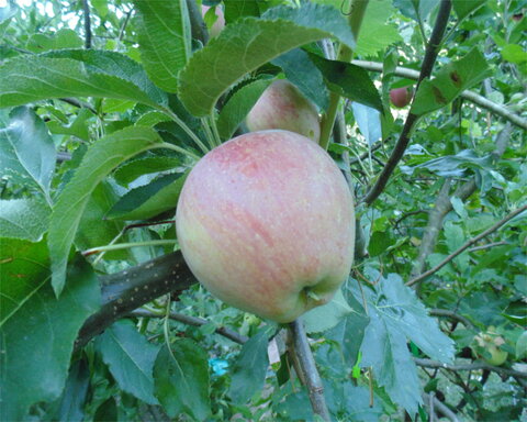 images/stories/virtuemart/product/spitzenburg