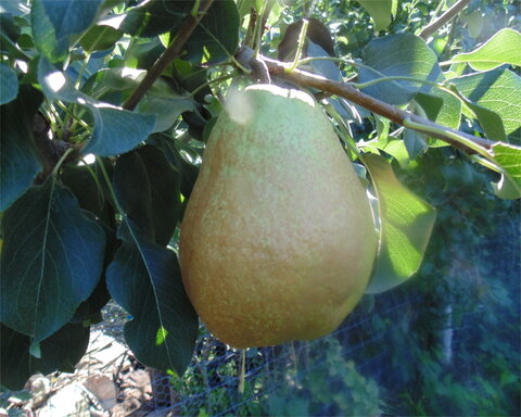 images/stories/virtuemart/product/suji