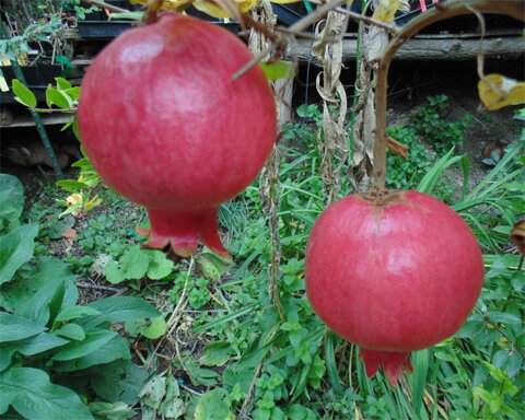 images/stories/virtuemart/product/sumbarskii